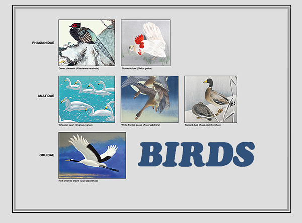 Birds Blog